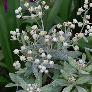 Anaphalis triplinveris 'Silberregen'