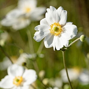 Anemone x hybrida 'Andrea Atkinson'