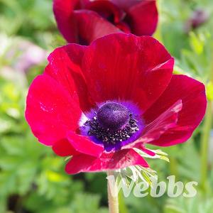 Anemone coronaria 'Bordeaux'