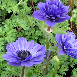 Anemone 'Harmony Double Blue'