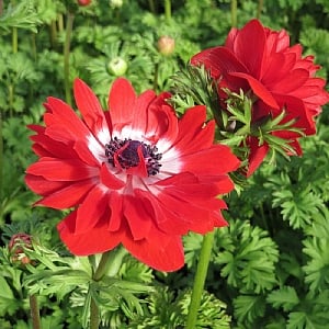 Anemone 'Harmony Double Scarlet'