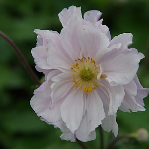 Anemone 'Dreaming Swan'