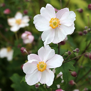 Anemone 'Fantasy Elsa'