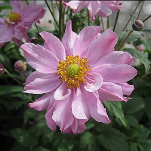 Anemone Fantasy Pocahontas