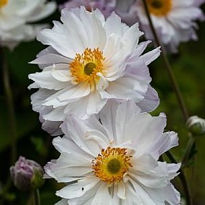 Anemone 'Frilly Knickers'