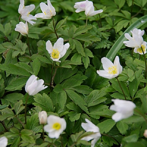 Anemone nemorosa 