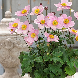 Anemone 'Pink Cloud'