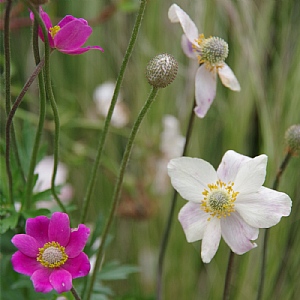Anemone 'Spring Beauty Mix'