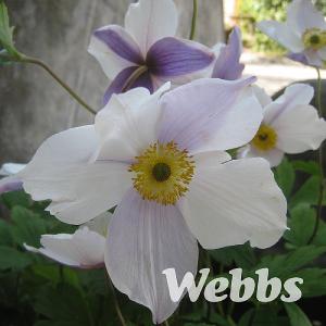 Anemone 'Wild Swan'