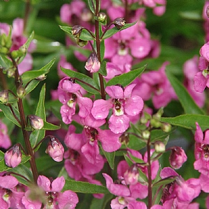 Angelonia 'Serena Pink'