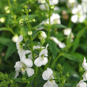 Angelonia 'Serena White'