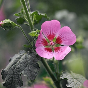 Anisodontea 'Lady in Pink'