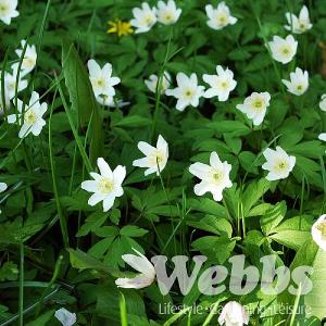 Anemone sylvestris