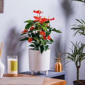 Anthurium Red (Flamingo Flower)