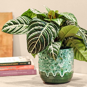 Aphelandra Green