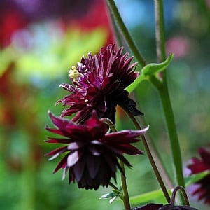 Aquilegia 'Black Barlow'