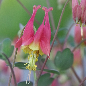 Aquilegia 'Rhubarb and Custard'