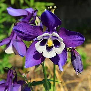 Aquilegia Spring Magic 'Navy And White'