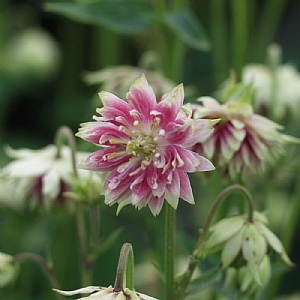 Aquilegia vulgaris var.stellata 'Nora Barlow'