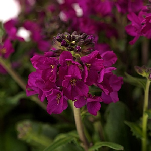 Arabis 'Barranca Deep Rose'