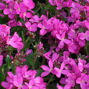 Arabis blepharophylla 'Rose Delight'