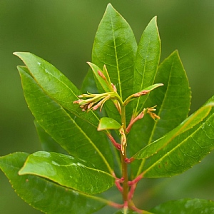 Arbutus unedo 'Compacta'