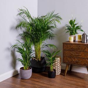 Areca Palm (Dypsis Lutescens) - Various Sizes