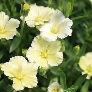 Arenaria 'Lemon Ice'