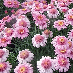 Argyranthemum 'LaRita Rose'