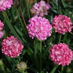 Armeria pseudoarmeria 'Daydream'