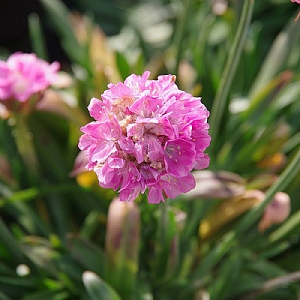 Armeria 'Dreamland'