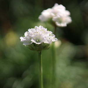 Armeria 'Abbey White' 6 pack