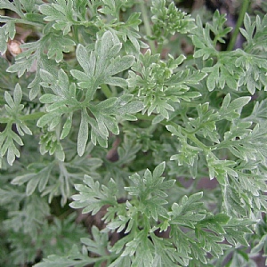 Artemisia 'Powis Castle'