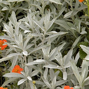 Artemisia 'Silver Queen'