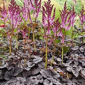 Astilbe 'Dark Side of the Moon'