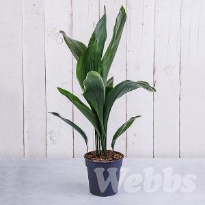 Aspidistra (Cast Iron Plant)