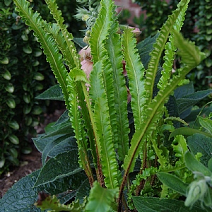 Asplenium 'Angustatum'