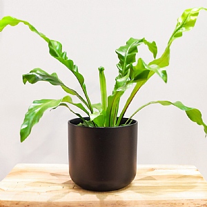 Bird's Nest Fern - Asplenium Nidus (Various Sizes)