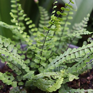 Asplenium trichomenes