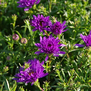 Aster dumosus 'Blue Lapis'