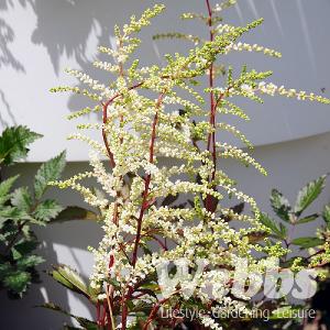 Astilbe x arendsii 'Cappuccino'