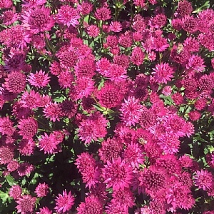 Astrantia major 'Capri'