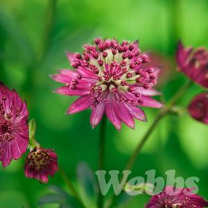 Astrantia major 'Claret'