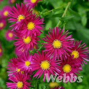 Aster novi-belgii 'Crimson Brocade'