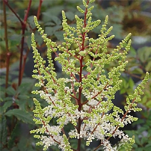Astilbe 'Ellie'