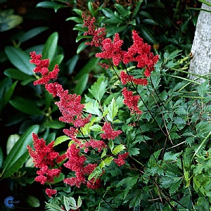 Astilbe x arendsii 'Fanal'