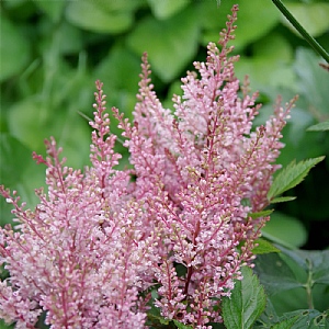 Astilbe 'Look At Me'