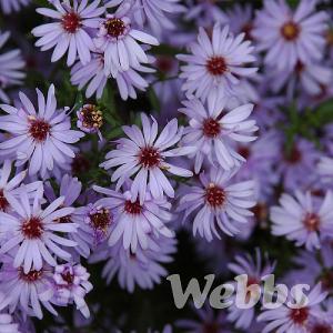 Aster cordifolius 'Little Carlow'