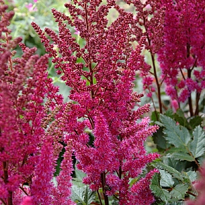 Astilbe chinensis 'Maggie Daley'