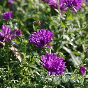 Aster novi-belgii 'Magic Purple'